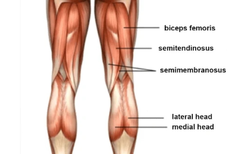 đặc điểm của gân cơ đùi sau