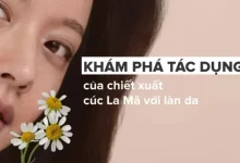 Khám phá tác dụng của chiết xuất cúc La Mã với da