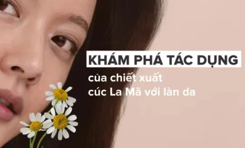 Khám phá tác dụng của chiết xuất cúc La Mã với da